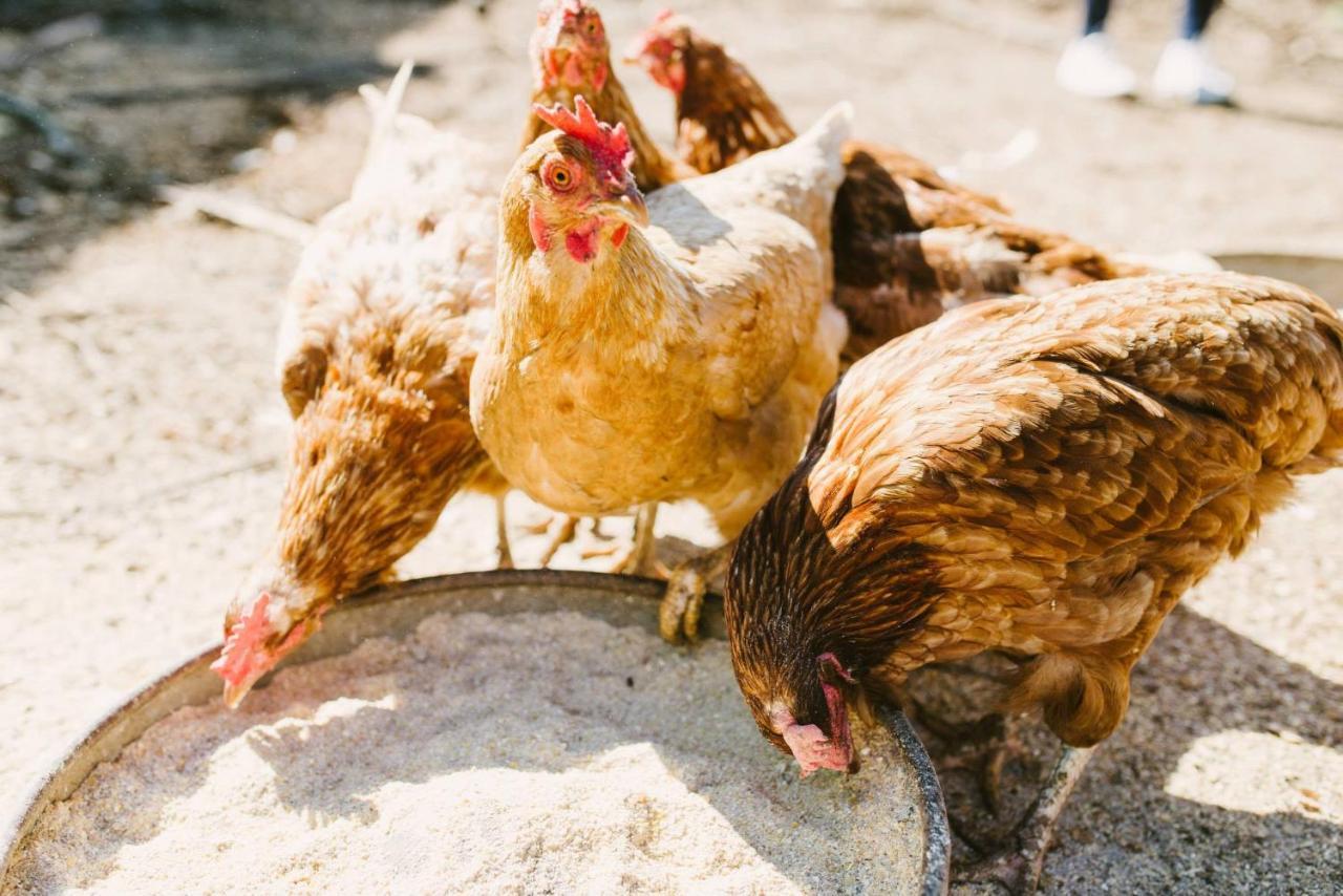 Finca El Patio Λος Ρεαλέχος Εξωτερικό φωτογραφία